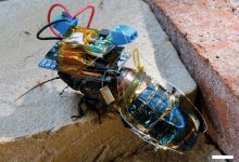 Фото - Японские ученые превратили мадагаскарского таракана в киборга с дистанционным управлением